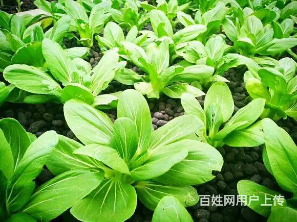 洛阳陶粒 配制轻骨料混凝土 无土栽培陶粒 - 图片 10
