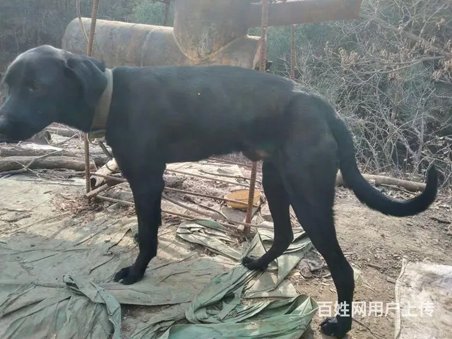猎犬转让 - 图片 5