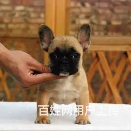 海盗眼 熊猫眼 黑白色 全白法国斗牛犬出售 - 图片 11