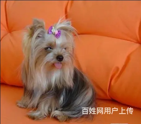 茶杯体约克夏 质量保障 精品小体约克夏宝宝 - 图片 3