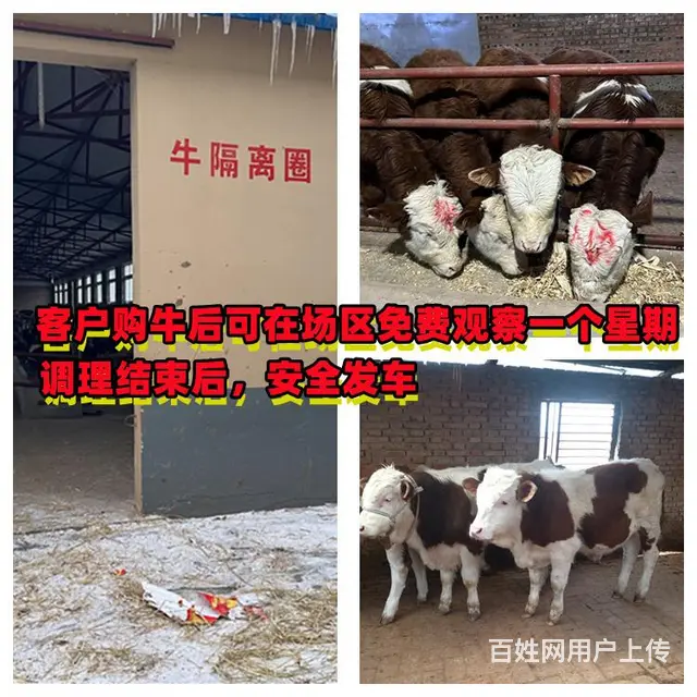5之6个月的 西门塔尔二岁母牛 现在什么价钱 - 图片 2