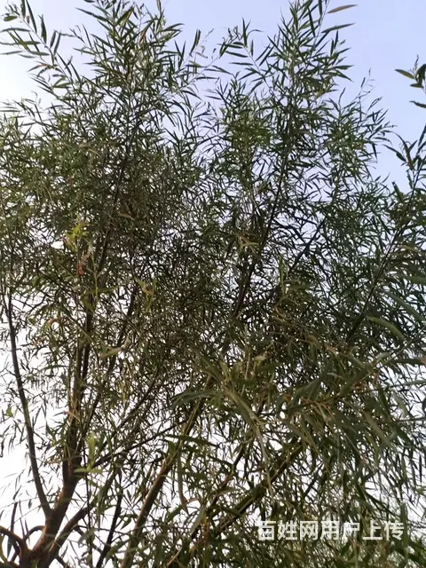 专业修树，专业伐树团队收杨树，法桐，梧桐 - 图片 4