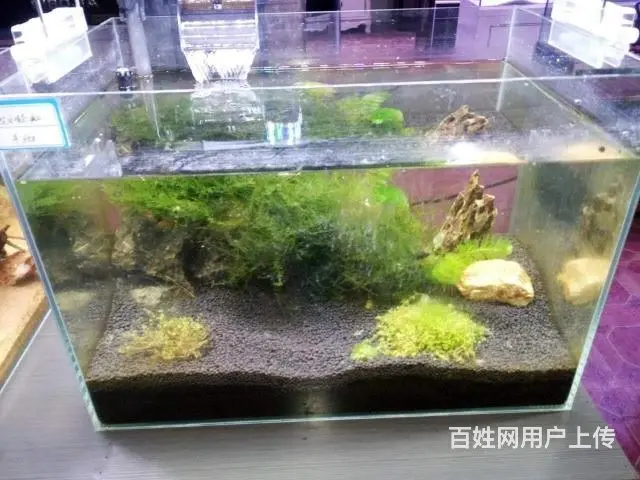 昆明鱼缸专业上门清洗服务 - 图片 2