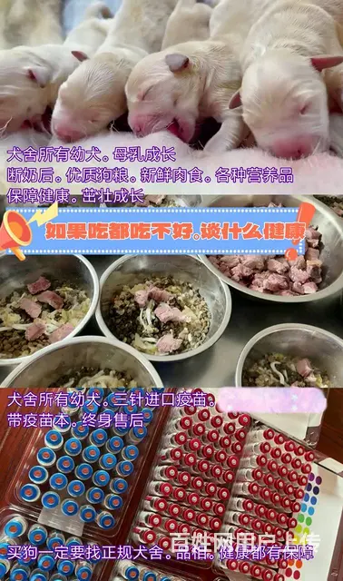 600一只丨品种齐全丨犬舍繁育丨包健康丨包纯种 - 图片 4