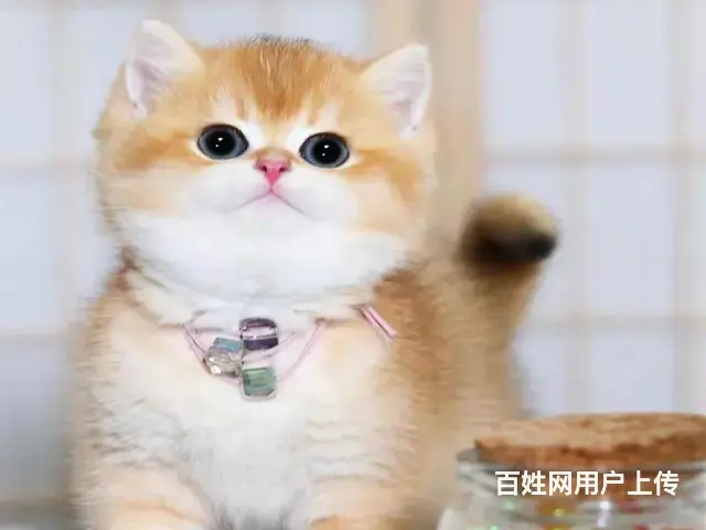 吕梁猫舍金渐层猫多少钱一只哪里有本地买自家猫舍繁殖 - 图片 1