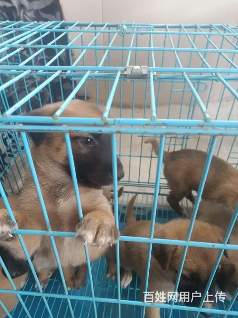 个人养马犬幼犬出售 - 图片 2