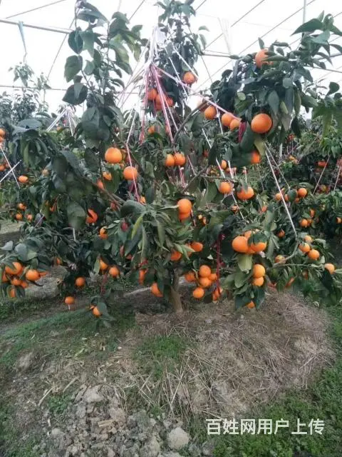 出售涌泉宫川无核蜜桔1-3年树苗 - 图片 12