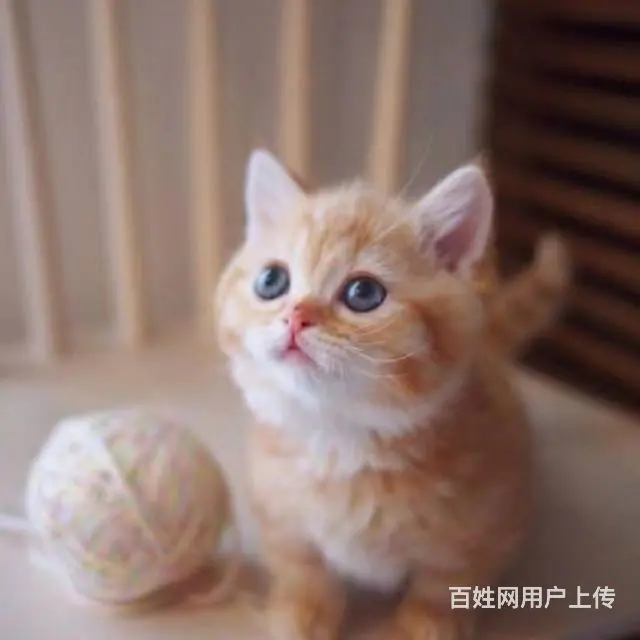 常州CFA认证猫舍金渐层多少钱一只保纯种健康 - 图片 6