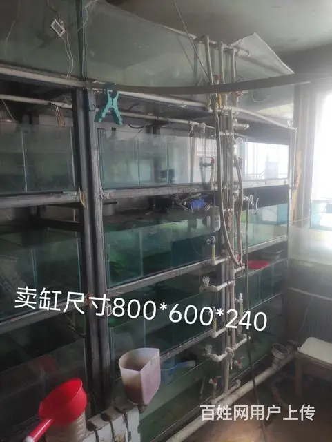 鱼缸养鱼设备鱼食出售 - 图片 3