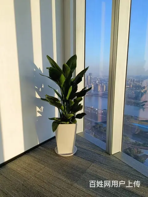 广州办公室花木绿植租凭 植物租摆 绿植购买出售 - 图片 1