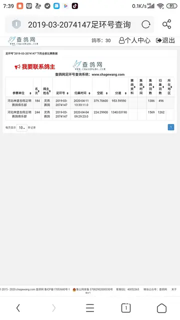 信鸽～幼鸽 - 图片 3