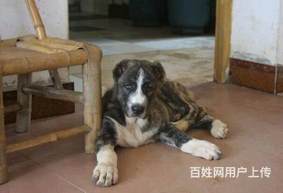 精品中亚牧羊犬体型完美 大骨架 保健康 疫苗齐全 - 图片 5