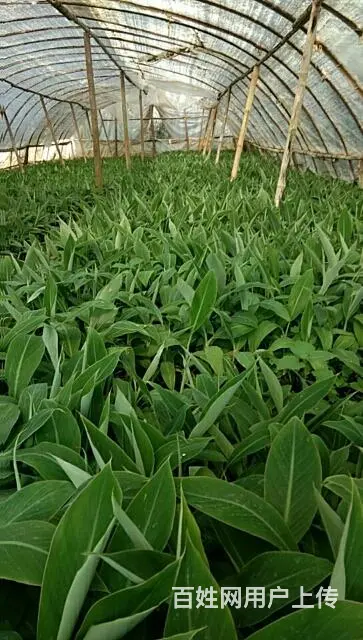 长年供应香蕉苗粉蕉苗 - 图片 8