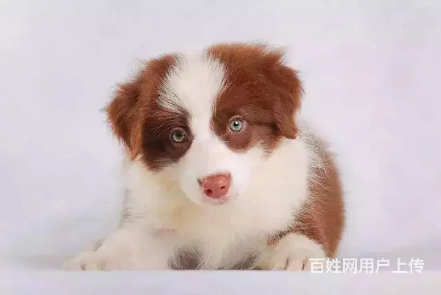 辽阳卖边牧的养殖场，养殖场边牧一般卖多少钱 - 图片 10