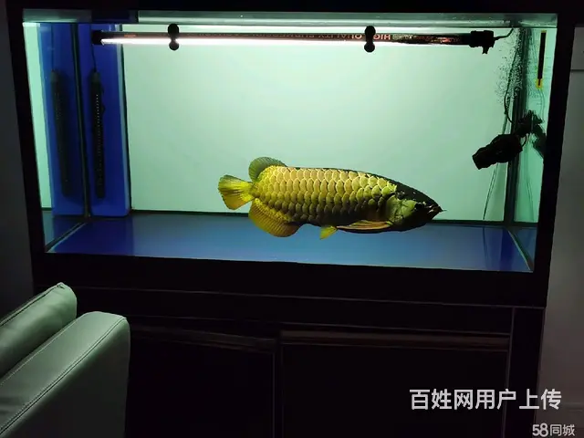 出售60公分过背金龙 - 图片 1