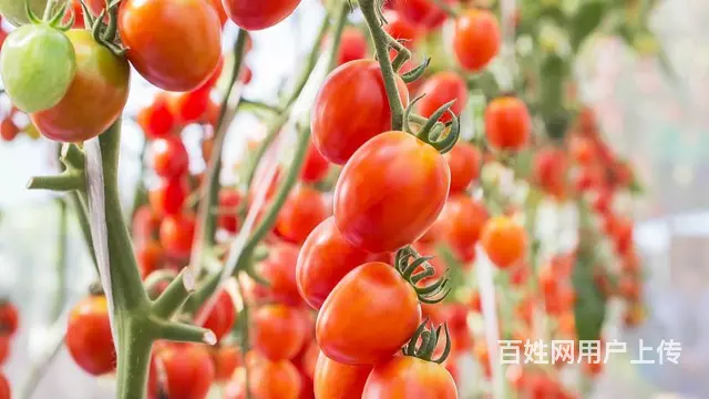 渭南专业小番茄种子哪家好，优质种子 - 图片 3