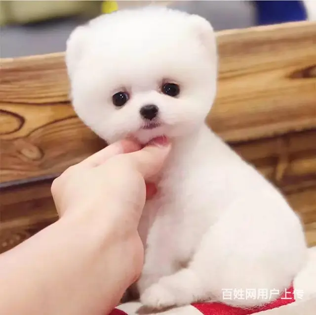 纯种赛级博美幼犬、包健康现场检测、不纯全额退款 - 图片 2