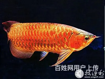 鱼阿姨护理鱼缸 - 图片 6