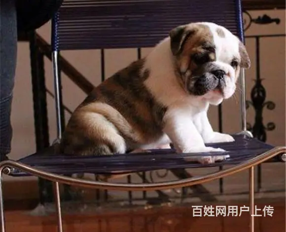 辽源【十年老店】常年繁殖优质血统英牛幼犬 - 图片 3