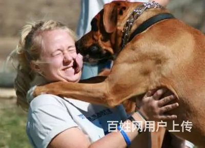 常州狗狗寄养训练，狗狗扑人怎么办 - 图片 5
