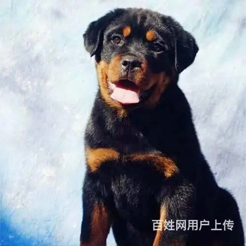 纯种罗威纳幼犬出售 驱虫疫苗已做好 全国送货上门 - 图片 5