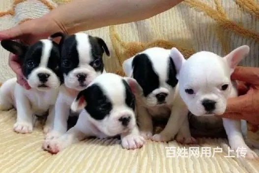 天门本地法斗犬舍，本地法斗在哪里 - 图片 12