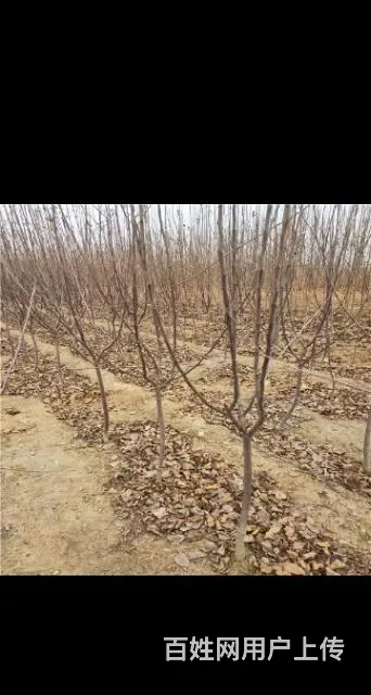 出售各种果树苗 - 图片 1