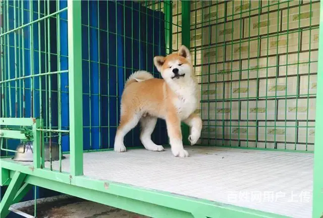 纯种日系秋田犬出售 忠犬八公 保纯种健康 欢迎来参 - 图片 4