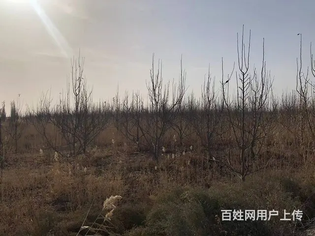 B个人一库尔楚土地对外出售或承包 - 图片 5