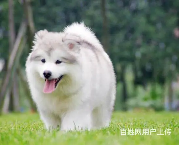 辽阳在哪可以买到纯种阿拉斯加  纯种阿拉斯加要多少钱呢 - 图片 4