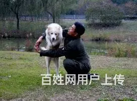 常州宠物训练训狗训犬学校 - 图片 4