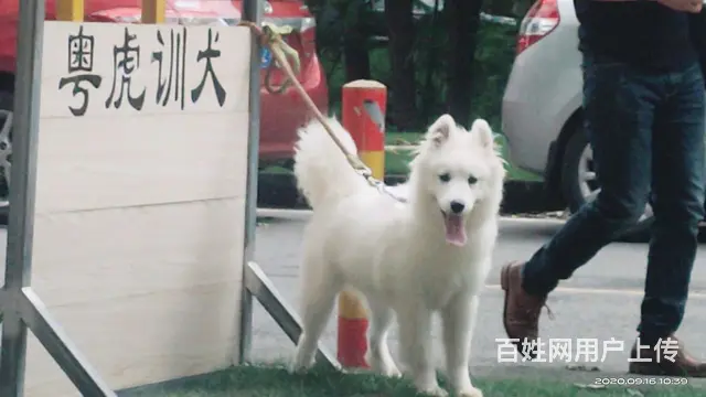狗狗训练宠物上学训犬学校训犬师 - 图片 2