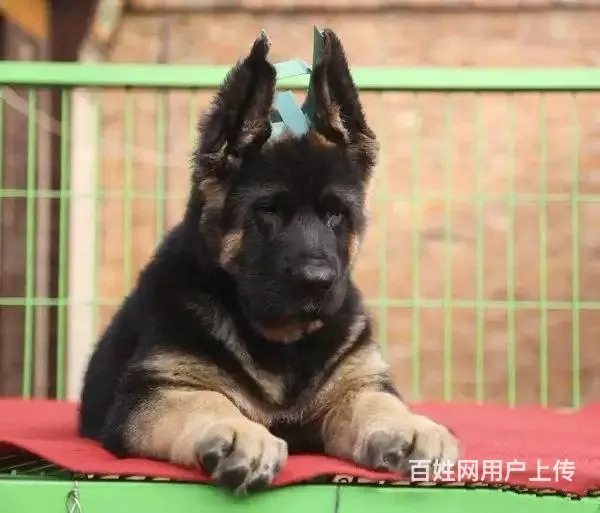 精品德国牧羊犬丨血统纯正健康包活 - 图片 1