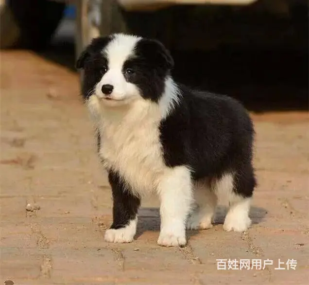 哪里有边境牧羊犬 边牧多少钱一只 纯种边牧多少钱 - 图片 1