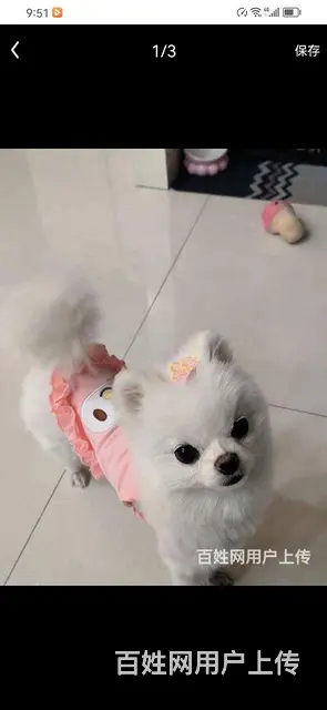 卖小型博美犬 背长21 - 图片 3
