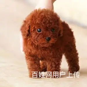 茶杯犬极品泰迪 茶杯玩具迷你等体型 颜色多选包健康 - 图片 2