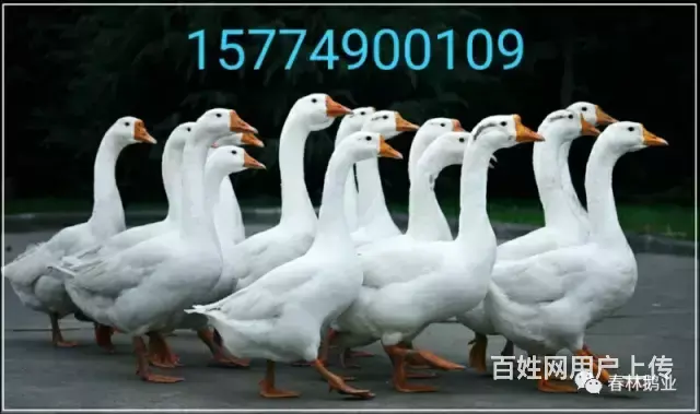 赤峰鹅苗批发鹅雏 - 图片 2