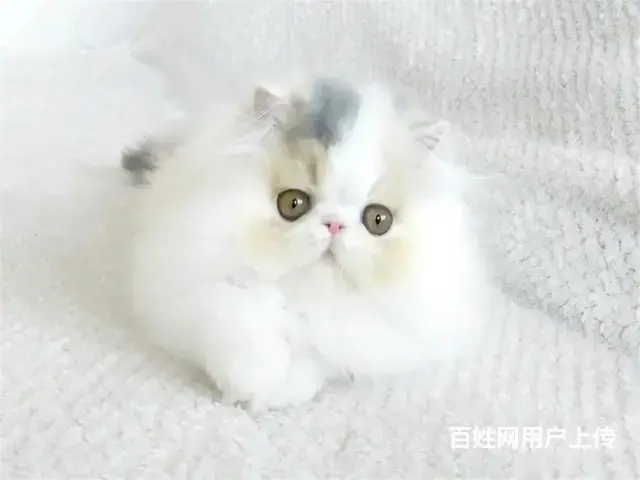 常州猫舍加菲猫多少钱一只哪里有本地买自家猫舍繁殖 - 图片 5