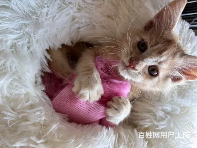 自家布偶，缅因猫崽出售 - 图片 1
