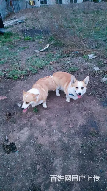 喜欢柯基幼犬的价格面议，等你啊 - 图片 1