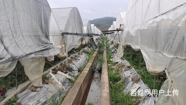 5751（商客网） 楚雄禄丰市彩云镇大棚转让 - 图片 4