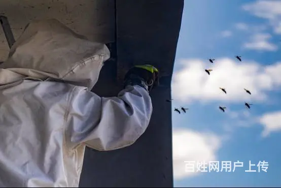 广州灭马蜂，清理马蜂窝，防止马蜂再筑巢 - 图片 1