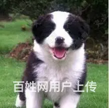 纯种边牧幼犬 智商排名第一 聪明易训 健康质保 - 图片 6