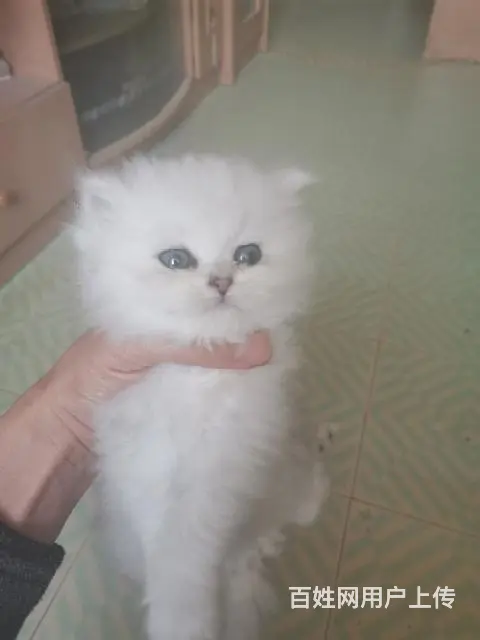家养小猫 - 图片 2