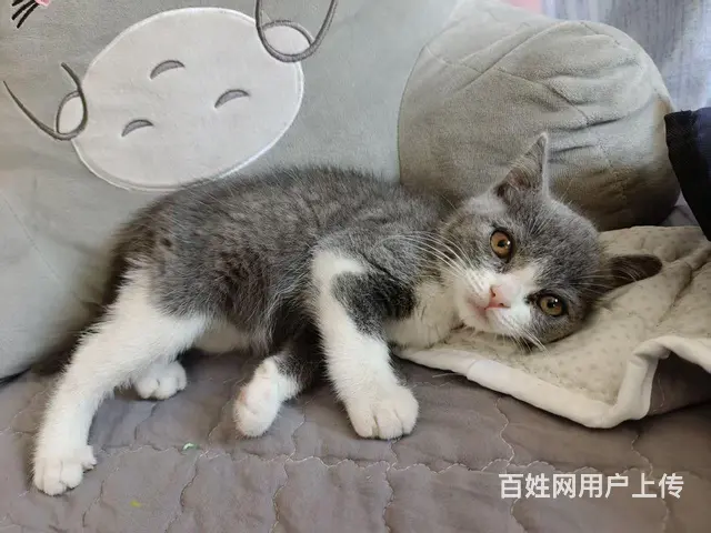 英短蓝白 - 图片 2