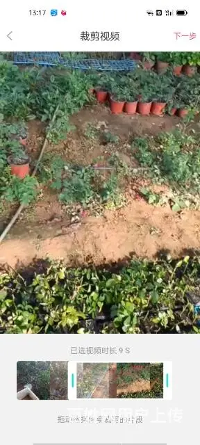 大量出售月季花草莓苗玫瑰花无尽夏绣球草花 - 图片 8