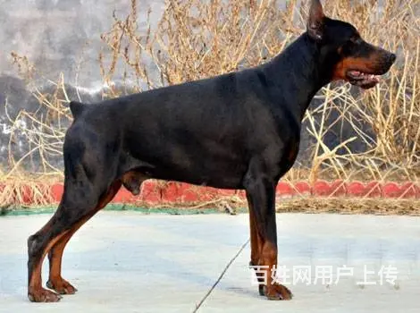 杜宾犬价格_德系杜宾_杜宾犬多少钱_杜宾犬图片 - 图片 1