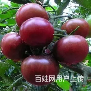 渭南口碑好的釜山88玲珑番茄种子多少钱  - 图片 3