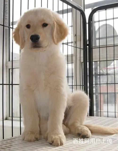 出售纯种美系金毛犬幼犬 大骨架黄金猎犬金毛幼犬 - 图片 6