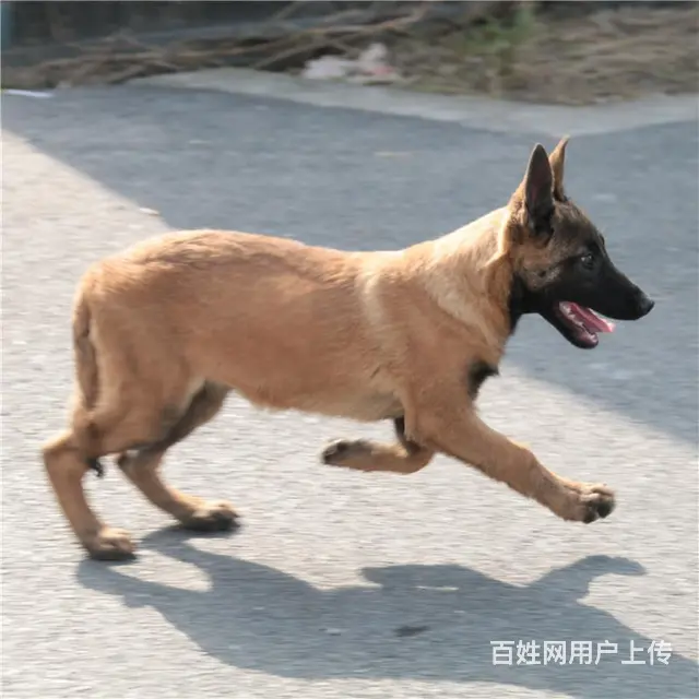 天门卖马犬的养殖场，养殖场马犬一般卖多少钱 - 图片 9